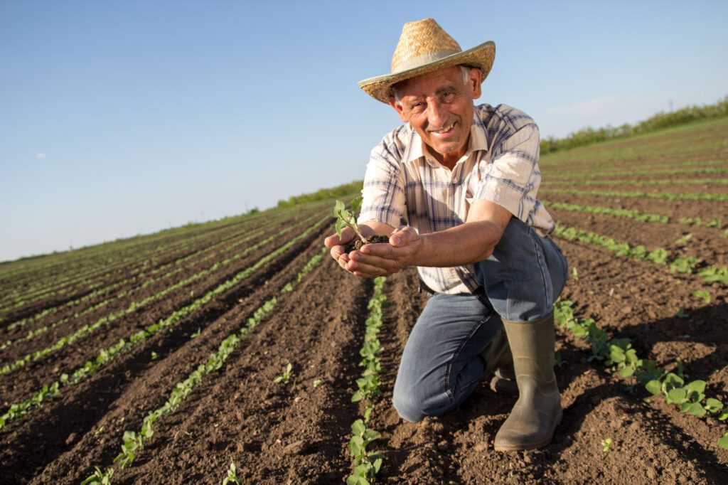 Senior farmer in a field examining crop